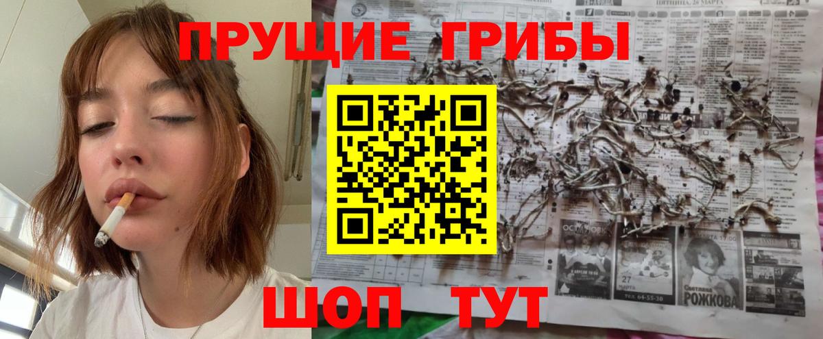 Галлюциногенные грибы Psilocybine cubensis Кохма